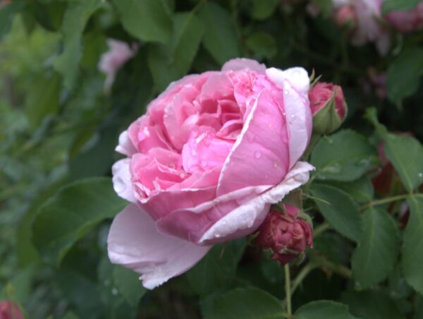 Rosa 'Schön Ingeborg' in 2 gallon pot