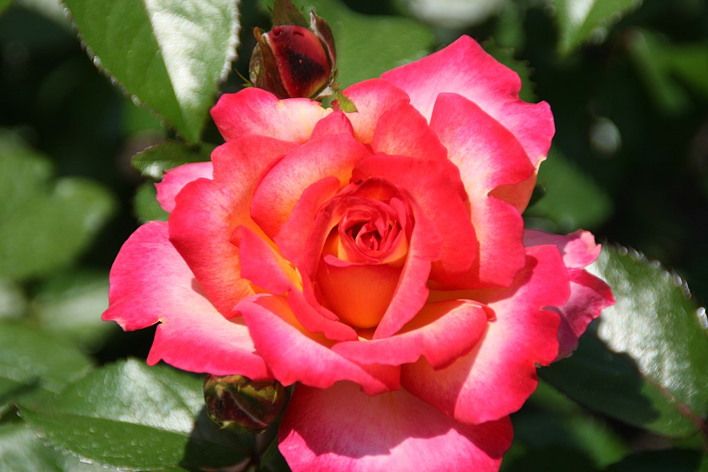 Rosa ‘Rainbow Sorbet’ in 2 gallon pot – Fraser Valley Rose Farm