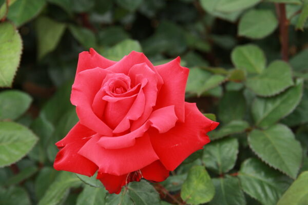 Rosa 'Grand Amore' in 2 gallon pot