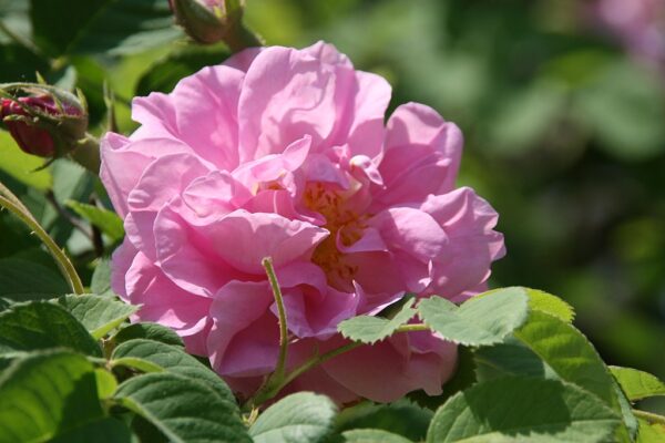 Rosa 'Kazanlik' in 2 gallon pot