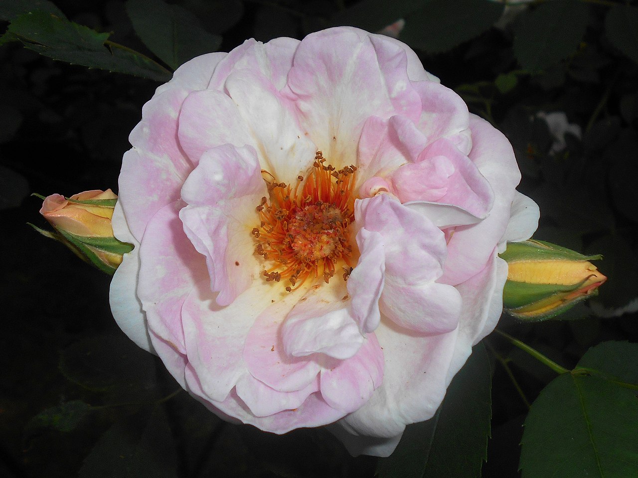 The Scots Rose - Fraser Valley Rose Farm