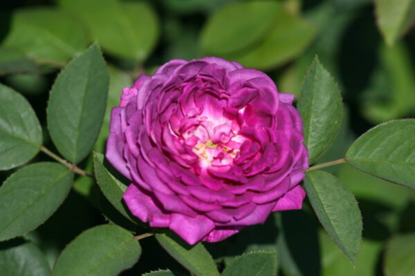 Rosa 'Reine des Violettes' in 2 gallon pot