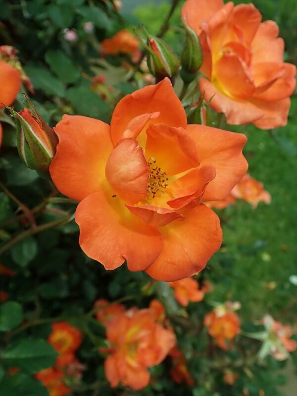 Rosa 'Warm Welcome' in 2 gallon pot