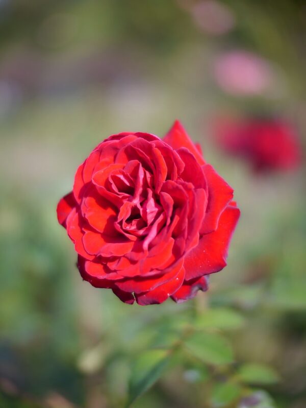 Rosa 'Glad Tidings' in 2 gallon Pot