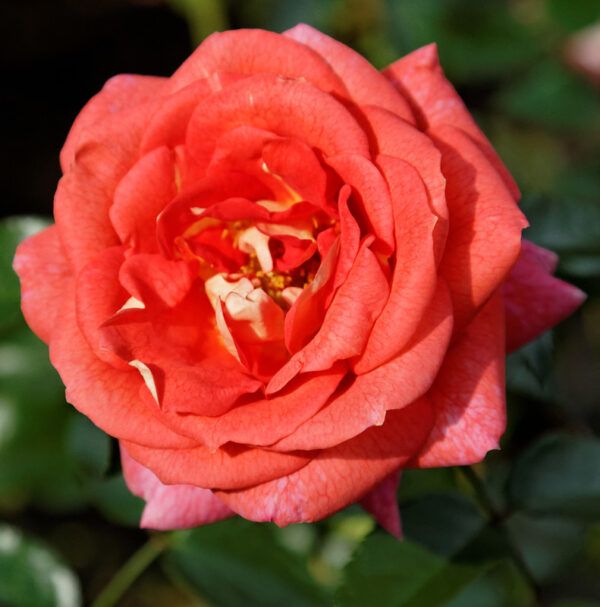 Rosa 'Summer Sun' in 2 gallon pot