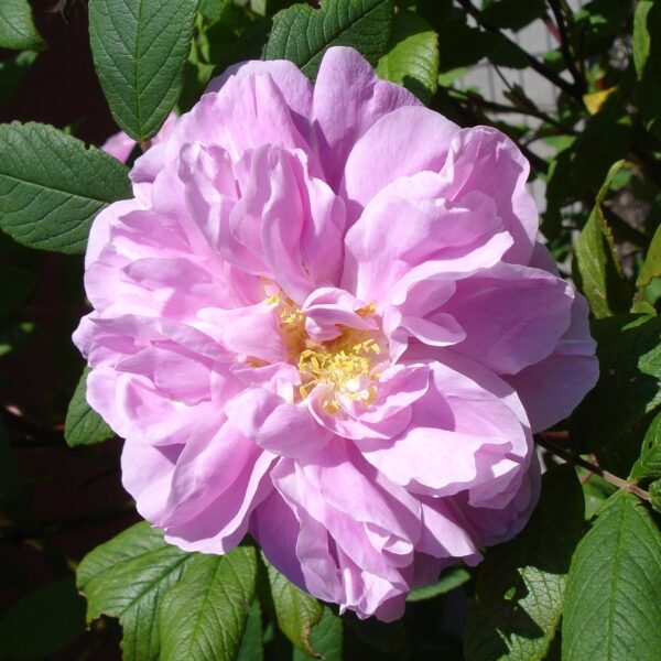 Rosa 'Therese Bugnet' in 2 gallon pot