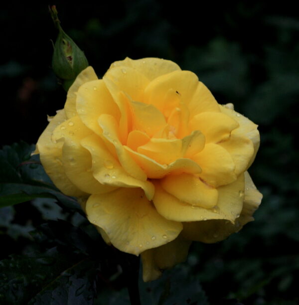 Yellow Floribunda Rose (friesia) (7534289060)