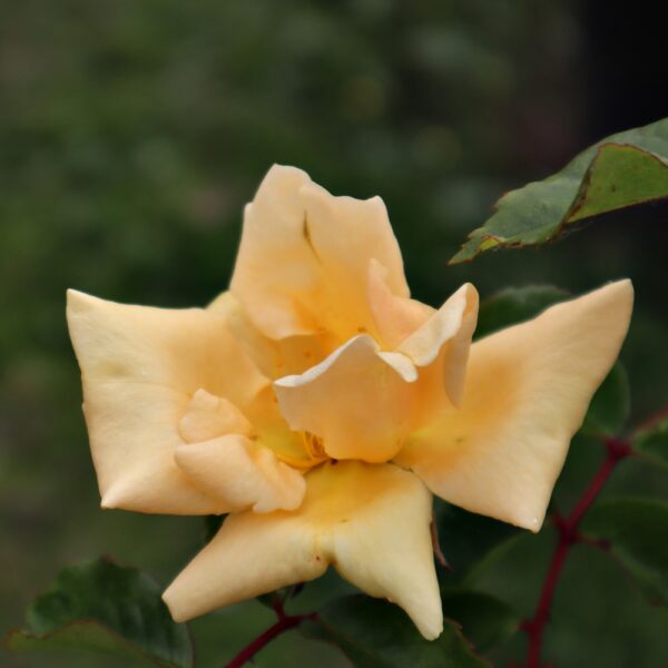 Rosa 'Emily Gray' in 2 gallon pot