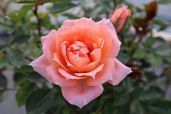 Rosa ‘Flower Power’ in 9cm Pot – Fraser Valley Rose Farm