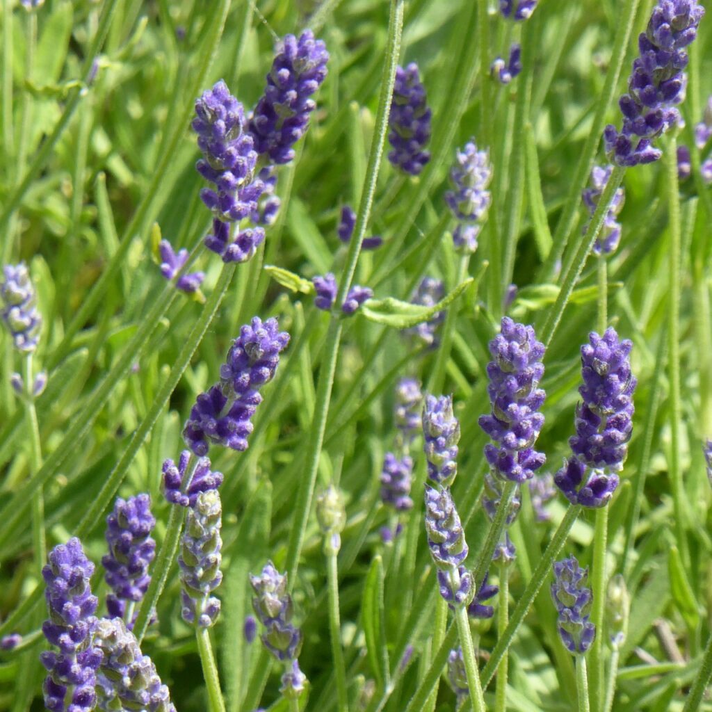 ‘Hidcote Superior’ English Lavender in 1 gallon pot – Fraser Valley ...