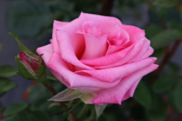 Rosa 'Orlando' in 2 gallon pot