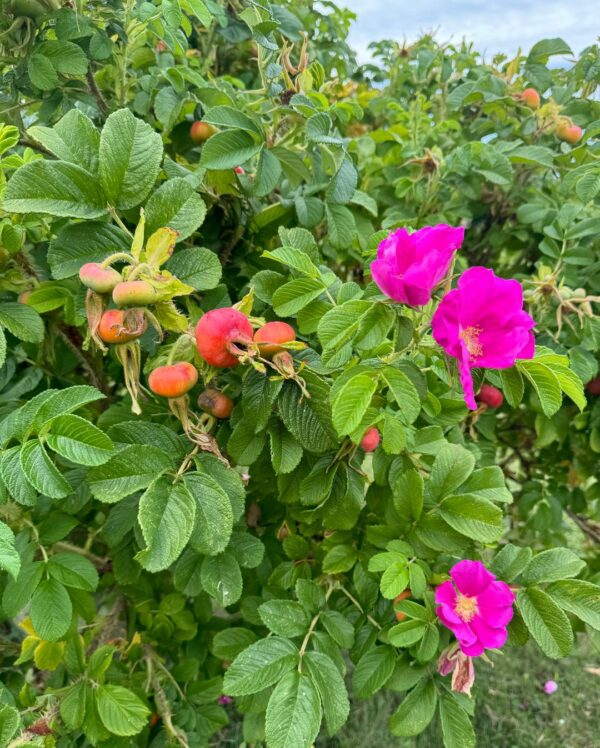 Rosa 'Scabrosa' in 2 gallon pot