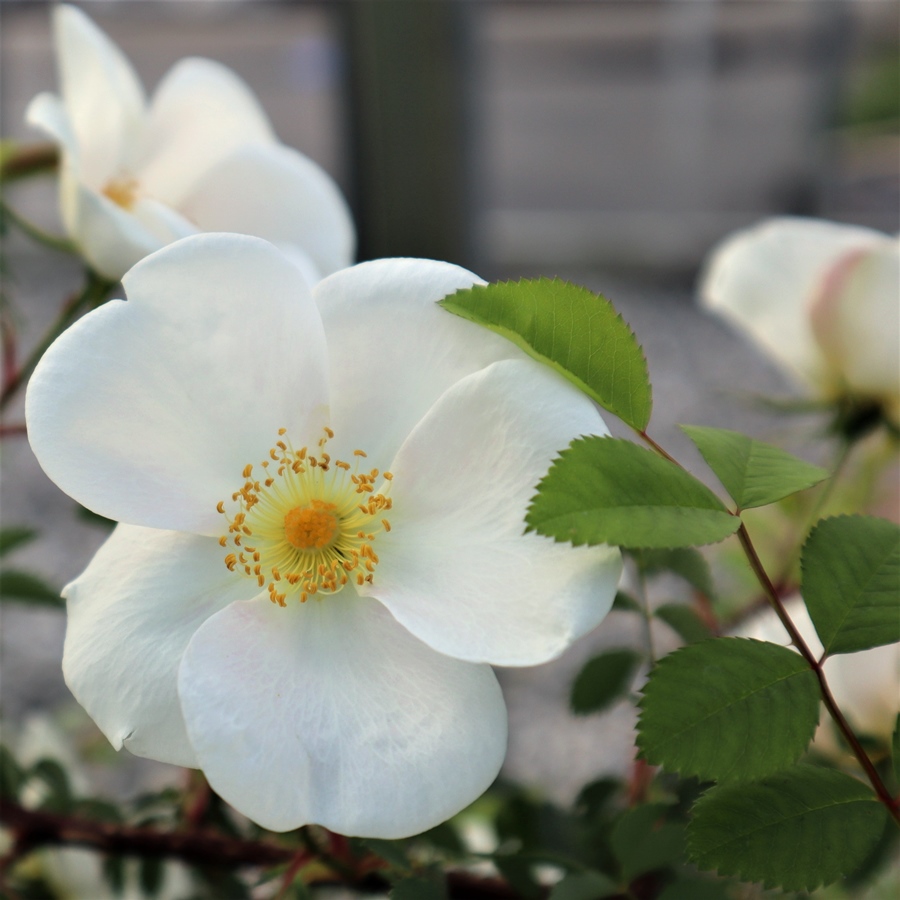 Rosa spinosissima var. altaica in 2 gallon pot – Fraser Valley Rose Farm