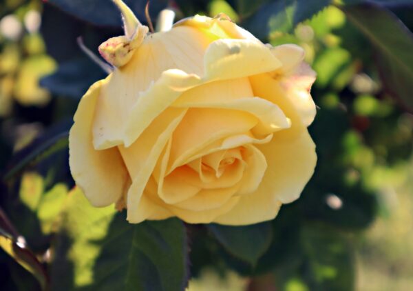 Rosa 'Roberta Bondar' in 2 gallon pot