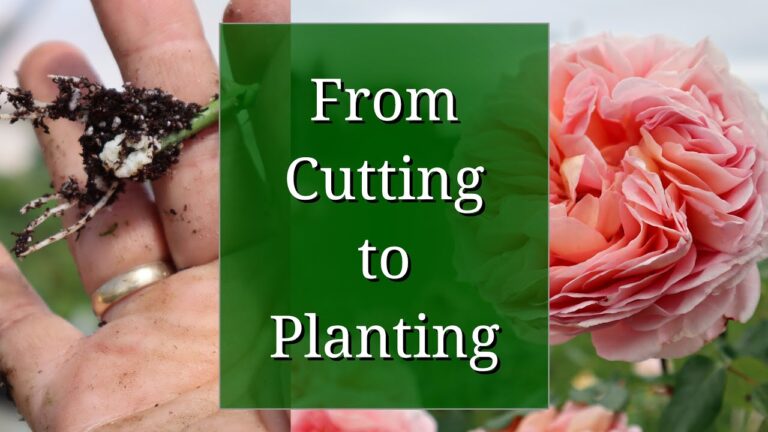 From Cutting to Garden-Ready: A Comprehensive Guide to Growing Roses