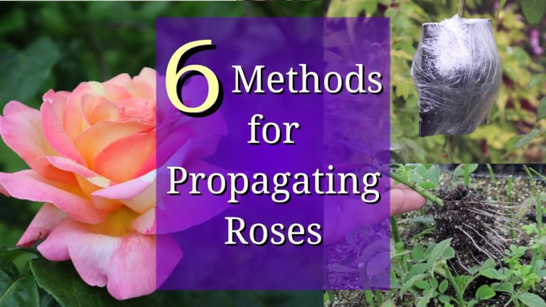 Propagating Roses: An Overview of Six Effective Methods