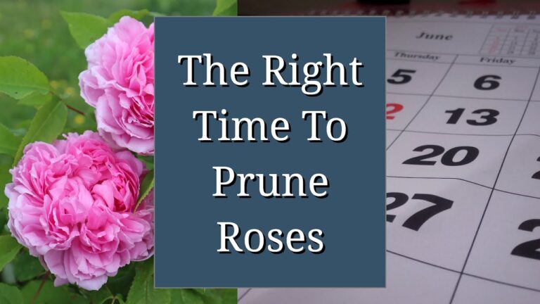 When to Prune Roses: A Comprehensive Guide