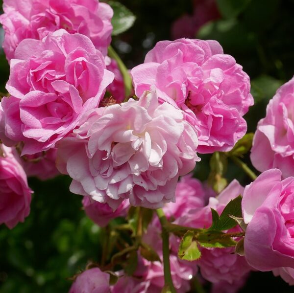 Rosa 'Debutante' in 2 Gallon Pot