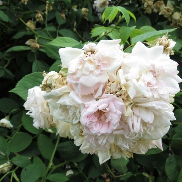 Rosa 'Baltimore Belle' in 9cm Pot