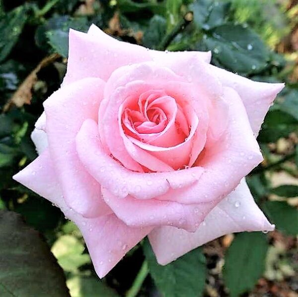 Rosa 'Daybreak' in 2 Gallon Pot