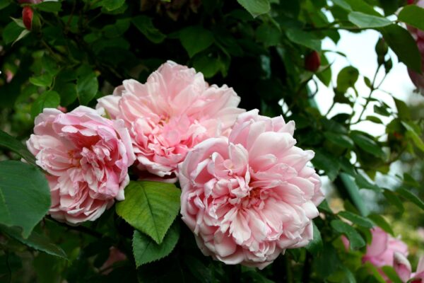 Rosa 'Albertine' in 9cm Pot