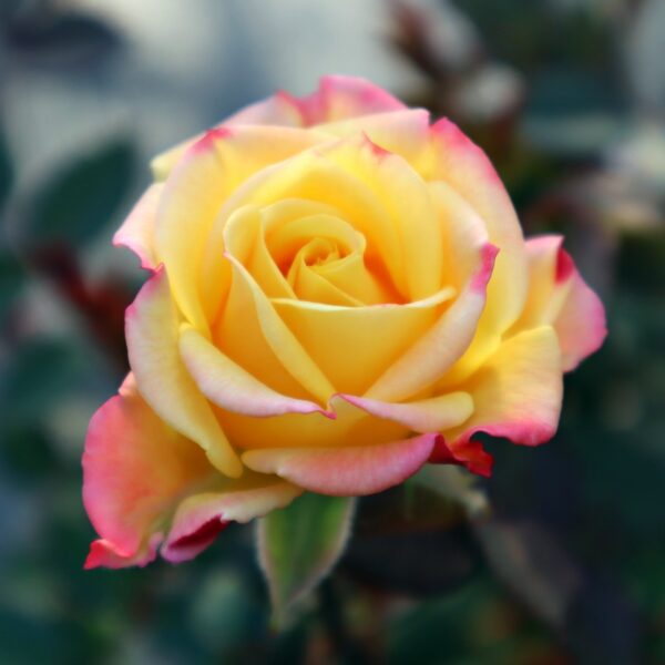 Rosa 'Bee's Knees' in 2 Gallon Pot