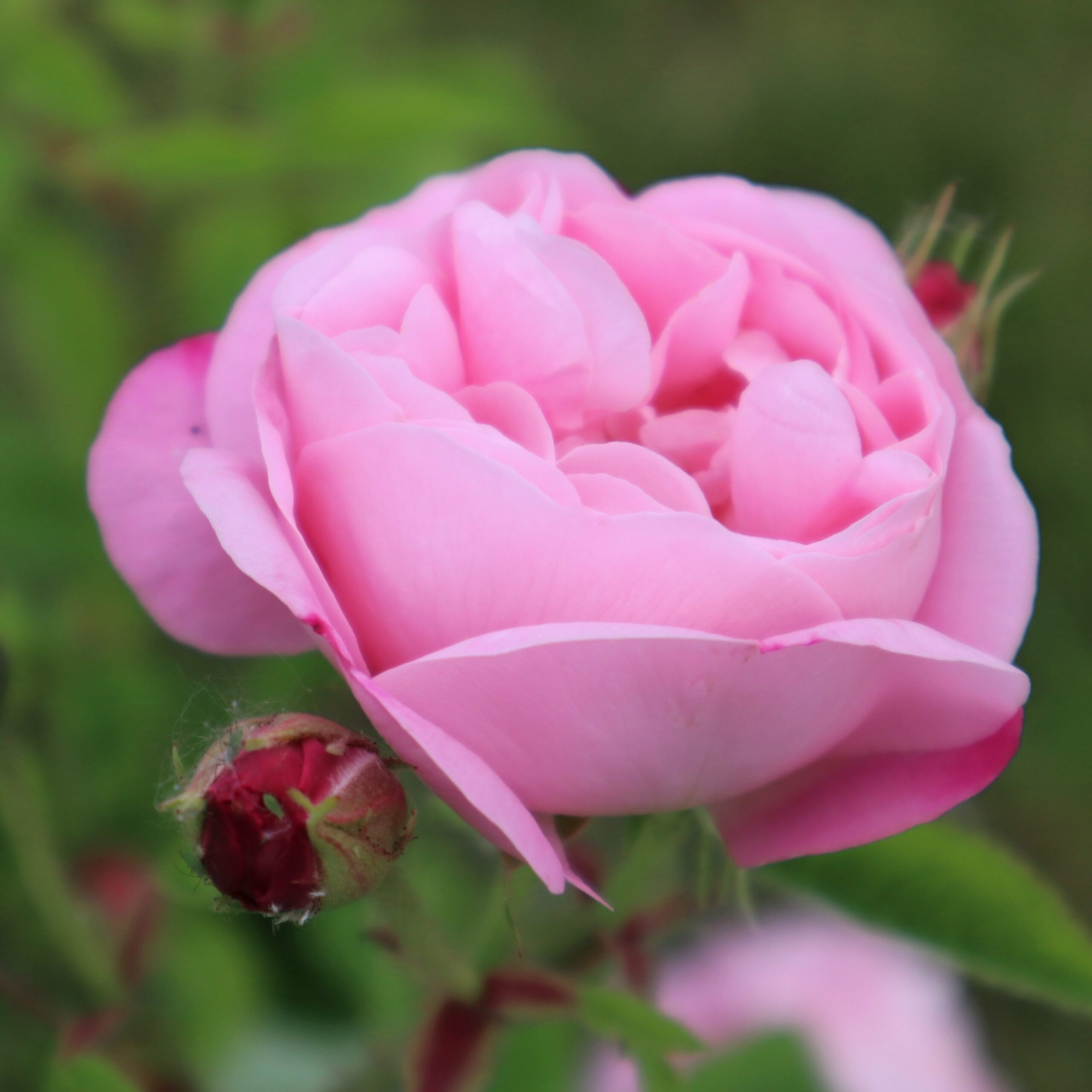 Rosa 'Belle Amour' in 9cm Pot