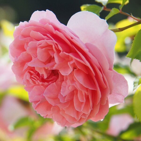 Rosa 'Radio Times' in 9cm Pot