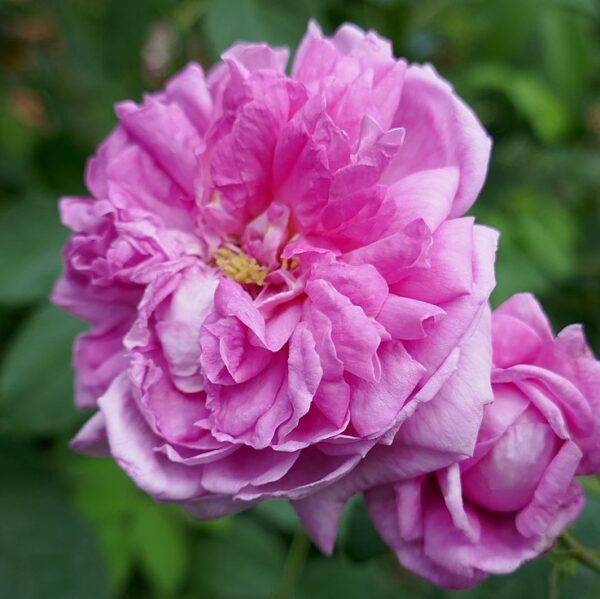 Rosa 'Ispahan' in 2 Gallon Pot