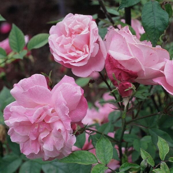 Rosa 'Old Blush' in 2 Gallon Pot