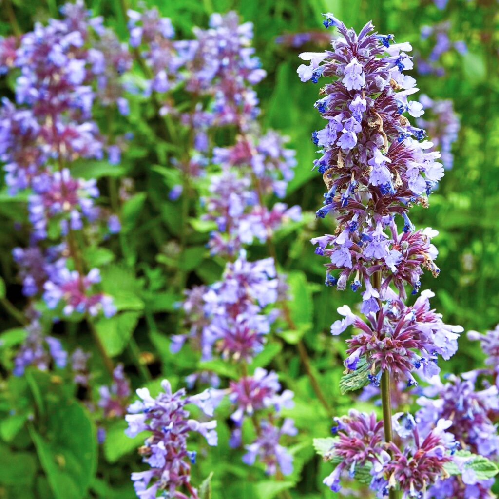 Kit Kat Catmint in 1 Gallon Pot – Fraser Valley Rose Farm