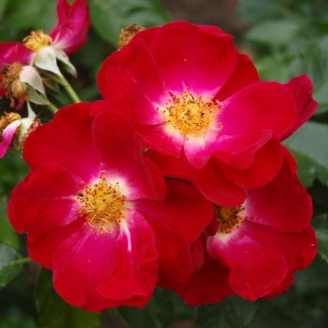 Rosa ‘Skyrocket’ in 2 Gallon Pot – Fraser Valley Rose Farm