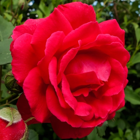 Rosa 'Ramblin' Red' in 2 Gallon Pot - Fraser Valley Rose Farm