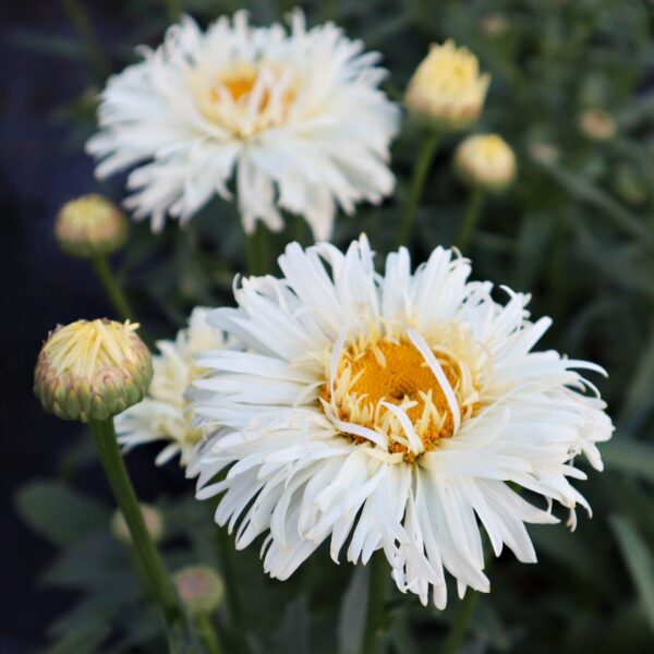 Frilly Shasta Daisy in 1 Gallon Pot