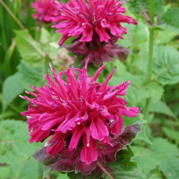 Rose Bee Balm in 1 Gallon Pot