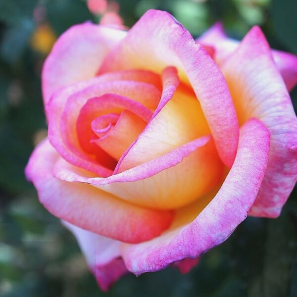 Rosa 'Sheila's Perfume' in 9cm Pot