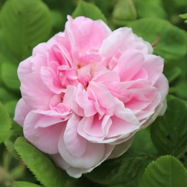 Rosa 'Félicité Parmentier' in 2 Gallon Pot