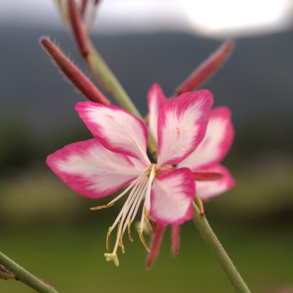 Bicolor Gaura in 2 Gallon Pot