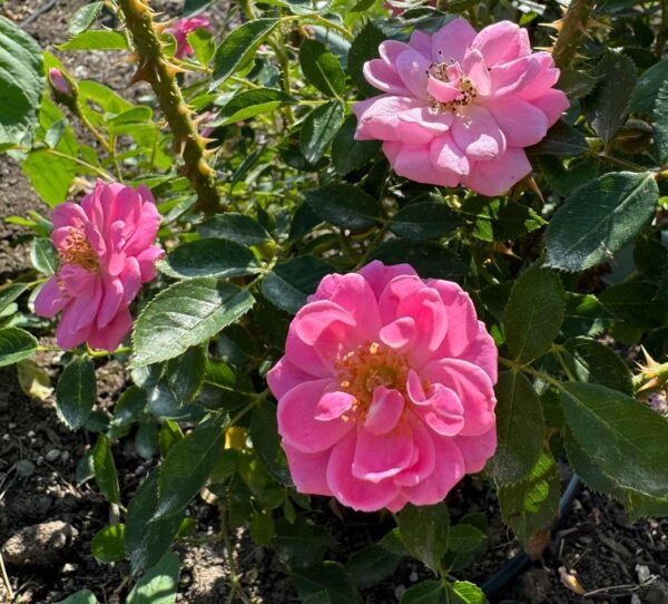 Rosa 'Heidi' in 2 Gallon Pot