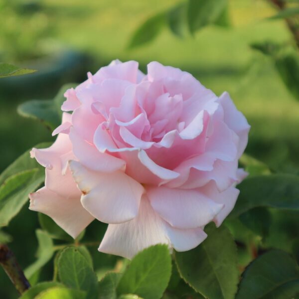 Rosa 'Kaiserin Friedrich' in 2 Gallon Pot