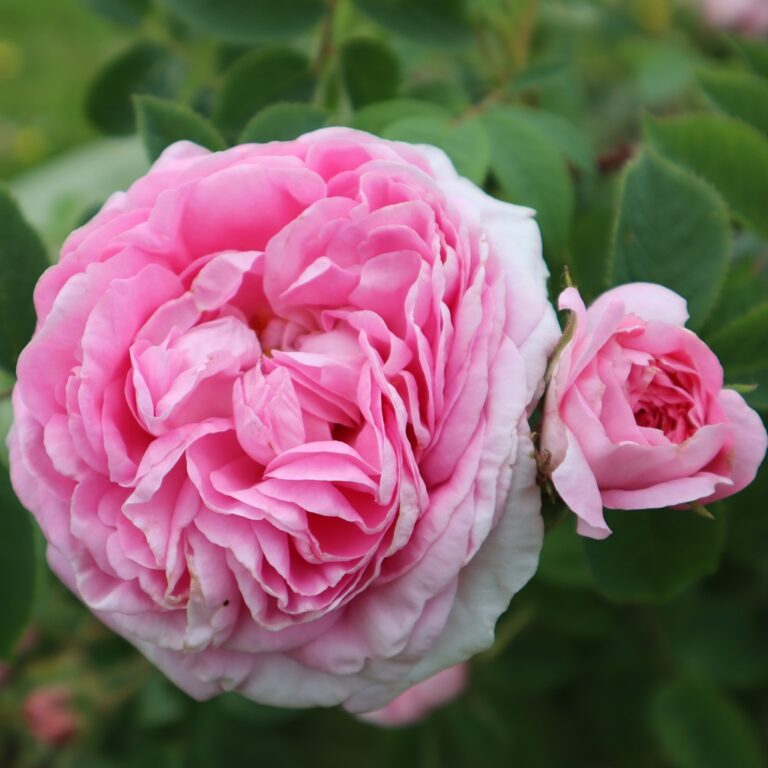 Rosa ‘Königin von Dänemark’ in 2 Gallon Pot – Fraser Valley Rose Farm