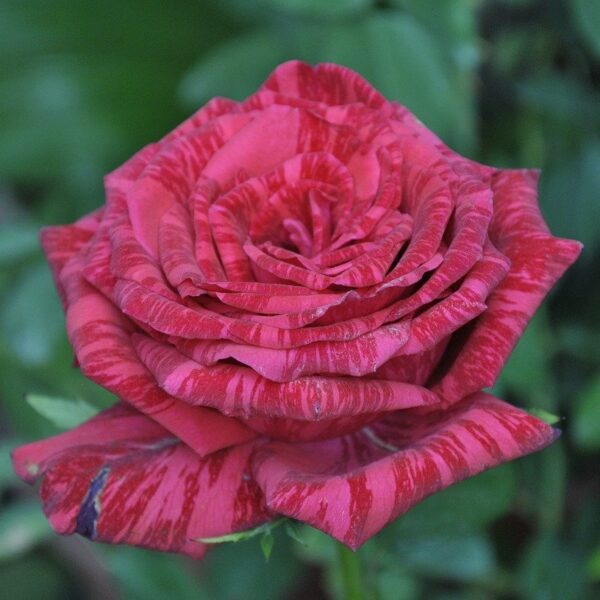 Red Rose Gb983b942a 1280