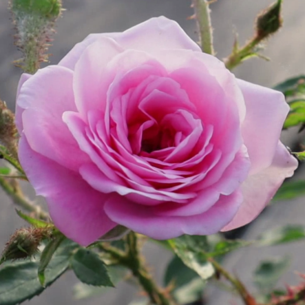 Rosa ‘Heidi’ in 1 Gallon Pot – Fraser Valley Rose Farm