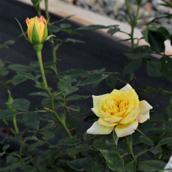 Rosa 'Ko's Yellow' in 1 Gallon Pot