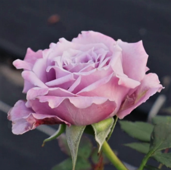 Rosa 'Lavender Crystal' in 2 Gallon Pot