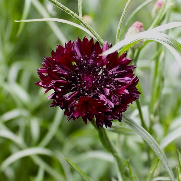 Black Cornflower in 9cm Pot