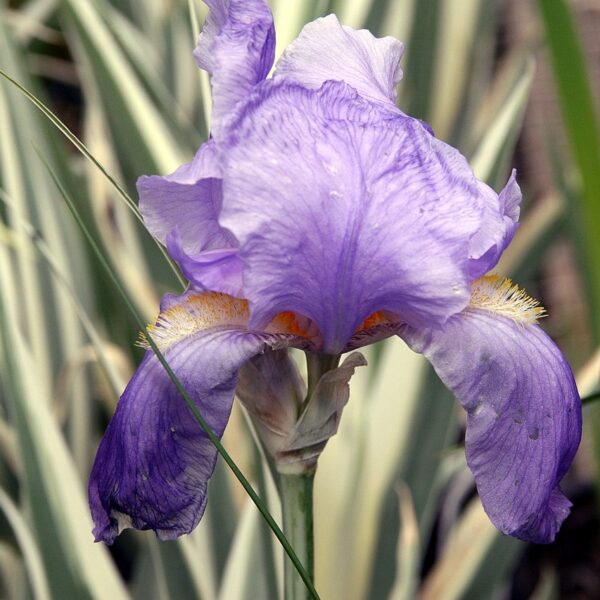 Dalmatian Iris in 1 gallon pot