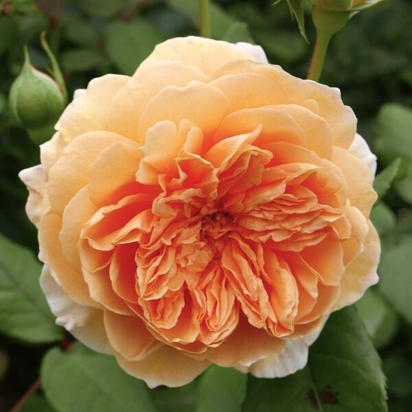 Rosa 'Crown Princess Margareta' in 2 Gallon Pot