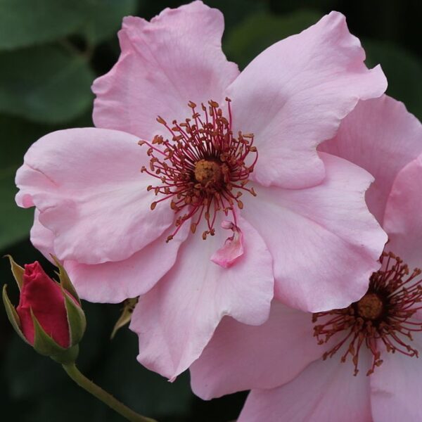 Rosa 'Dainty Bess' in 2 Gallon Pot