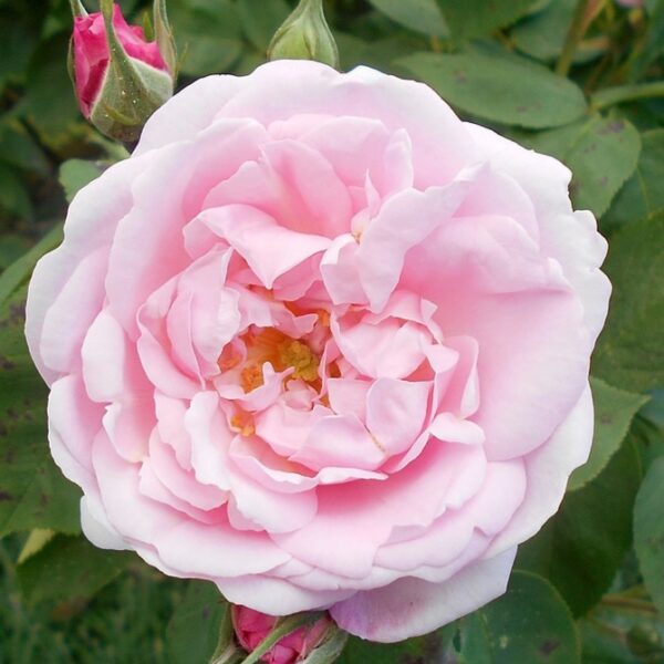 Rosa 'Fantin Latour' in 2 Gallon Pot